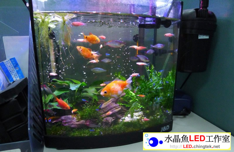 1呎 (33cm ) LED水族燈:　1呎 淡水缸